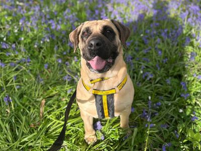 Baby | Mastiff Cross | Canterbury - 2