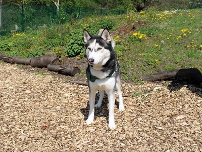 Diesel | Siberian Husky | Merseyside (Liverpool) - 3