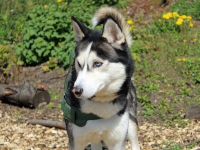 Diesel | Siberian Husky | Merseyside (Liverpool) - 2
