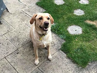 Clover, a 2 years old female Labrador available for adoption from Dogs Trust in Greater Manchester