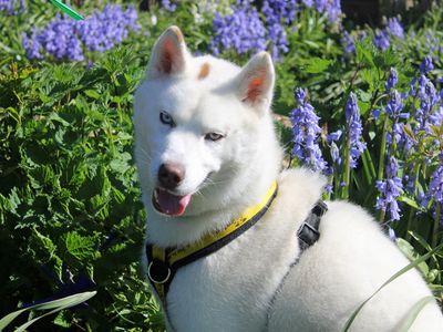 Tantra | Siberian Husky | Merseyside (Liverpool) - 1