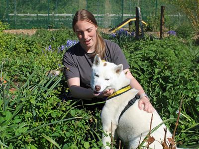 Tantra | Siberian Husky | Merseyside (Liverpool) - 3