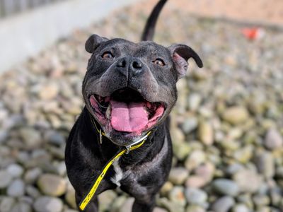Oscar | Terrier (Staffordshire Bull) | Cardiff - 3