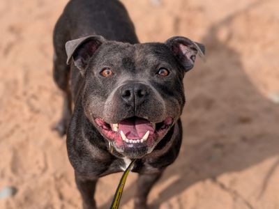 Oscar | Terrier (Staffordshire Bull) | Cardiff - 5