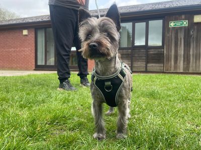 Charlie, a 2 years old male Terrier available for adoption from Dogs Trust in Warwickshire