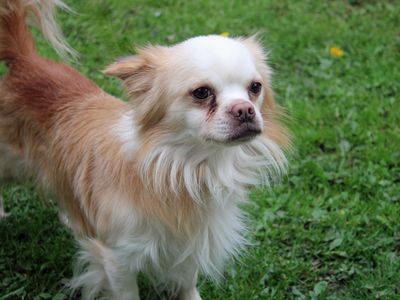 Bobby | Chihuahua (Long Coat) Cross | Merseyside (Liverpool) - 2