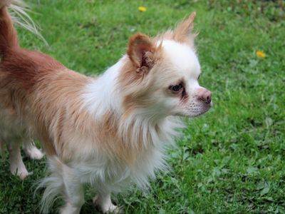 Bobby | Chihuahua (Long Coat) Cross | Merseyside (Liverpool) - 3