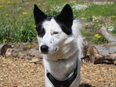 Beau | Collie (Border) Cross | Merseyside (Liverpool) - 2