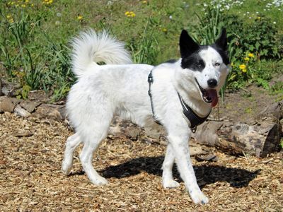 Beau | Collie (Border) Cross | Merseyside (Liverpool) - 3