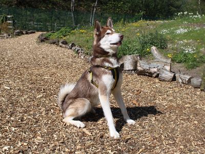 Otys | Siberian Husky | Merseyside (Liverpool) - 3