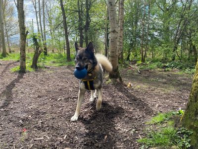 Maru | German Shepherd Dog Cross | West Calder (Edinburgh) - 3