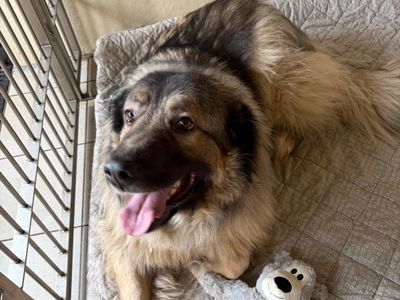 Loki | Yugoslavian Shepherd Dog – Sharplanina | Cardiff - 5