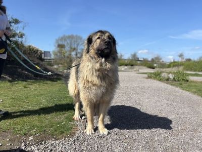 Loki | Yugoslavian Shepherd Dog – Sharplanina | Cardiff - 3