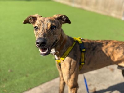 Bruce, a 1 year old male Lurcher available for adoption from Dogs Trust in Shropshire