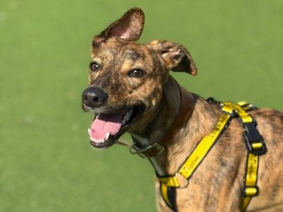 Bruce | Lurcher | Shrewsbury (Shropshire) - 3