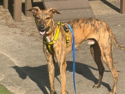 Bruce | Lurcher | Shrewsbury (Shropshire) - 2