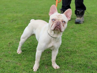 Bruno | French Bulldog | Leeds - 3