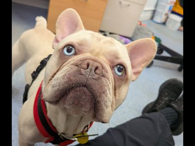 Bruno | French Bulldog | Leeds - 1