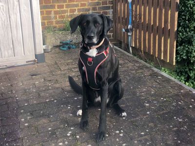 Coco | Lurcher Cross | Newbury (Berkshire) - 3