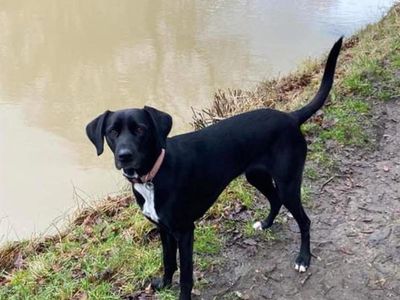 Coco | Lurcher Cross | Newbury (Berkshire) - 5