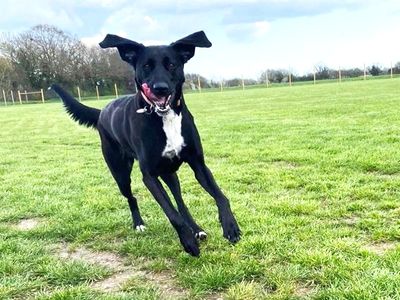 Coco | Retriever (Labrador) Cross | Newbury (Berkshire) - 3