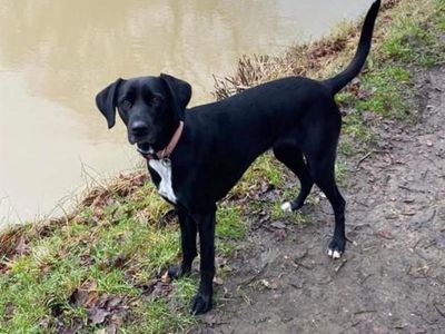 Coco — Retriever (Labrador) Cross