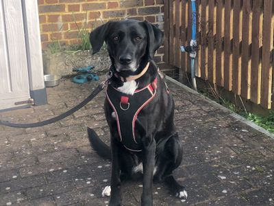 Coco | Retriever (Labrador) Cross | Newbury (Berkshire) - 1