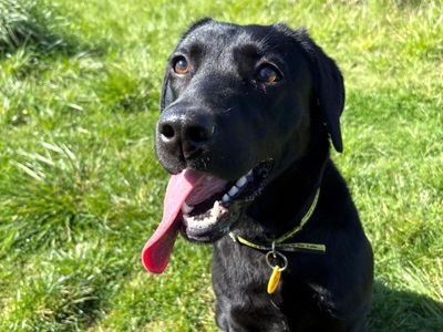 Luna | Retriever (Labrador) | Shoreham (Sussex) - 3