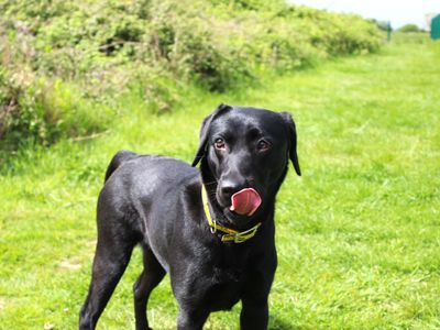 Luna | Retriever (Labrador) | Shoreham (Sussex) - 5