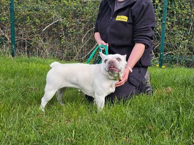 Kallee | French Bulldog | Evesham (Worcestershire) - 3