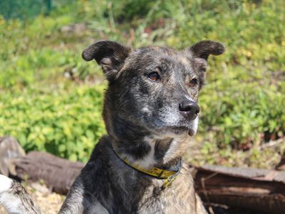 Everest | Lurcher | Merseyside (Liverpool) - 3