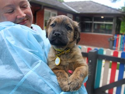 Colt | Lurcher Cross | Merseyside (Liverpool) - 3