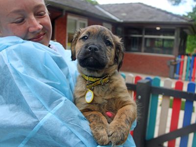 Colt | Lurcher Cross | Merseyside (Liverpool) - 2