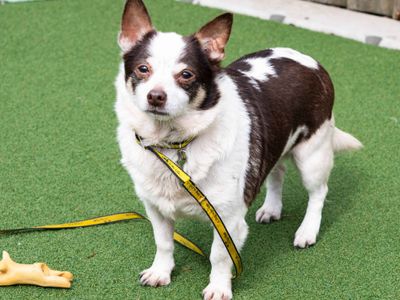 Samkiel | Terrier (Jack Russell) Cross | Cardiff - 5