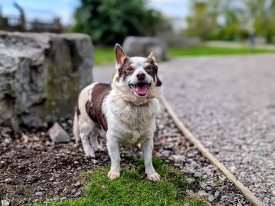 Samkiel | Terrier (Jack Russell) Cross | Cardiff - 3