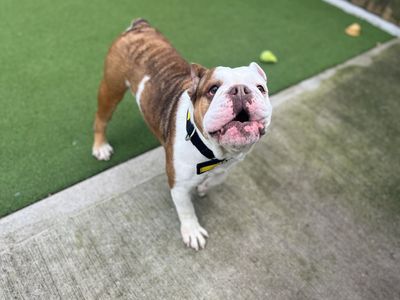 Daisy | Bulldog | Cardiff - 3
