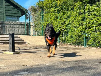 Rex | German Shepherd Dog Cross | Harefield West London - 1