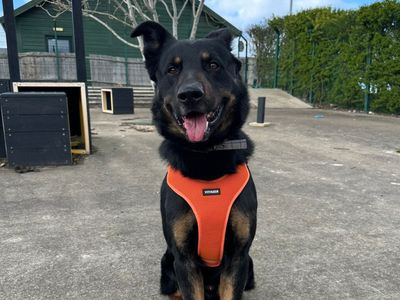 Rex — German Shepherd Dog Cross