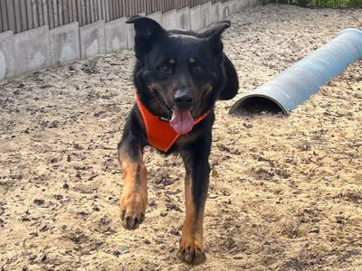 Rex | German Shepherd Dog Cross | Harefield West London - 3