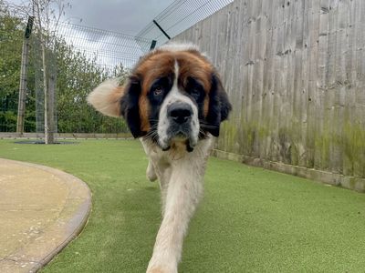 Kiwi | St Bernard | Evesham (Worcestershire) - 5