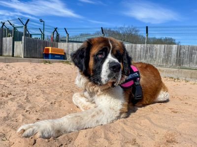 Kiwi | St Bernard | Evesham (Worcestershire) - 3