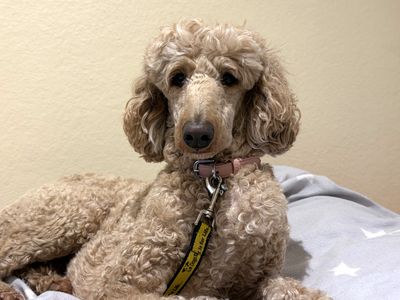 Honey | Poodle (Standard) | Ballymena (Northern Ireland) - 2