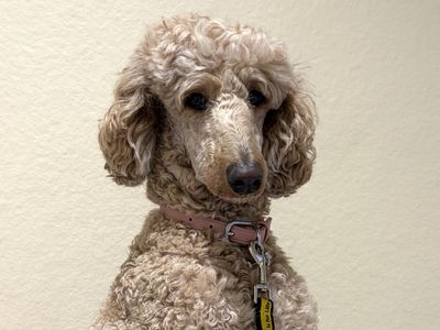 Honey | Poodle (Standard) | Ballymena (Northern Ireland) - 3
