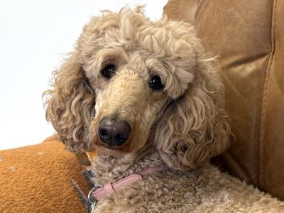 Honey — Poodle (Standard)