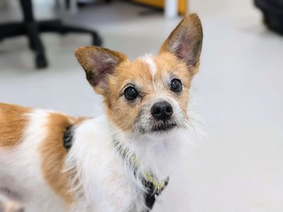 Max | Chihuahua (Smooth Coat) Cross | Cardiff - 3