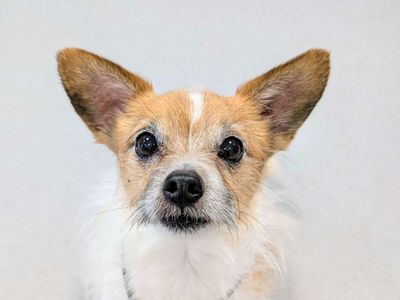 Max | Chihuahua (Smooth Coat) Cross | Cardiff - 5