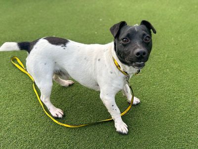 Buster | Terrier (Jack Russell) | Basildon (Essex) - 3