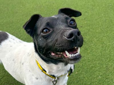 Buster | Terrier (Jack Russell) | Basildon (Essex) - 2