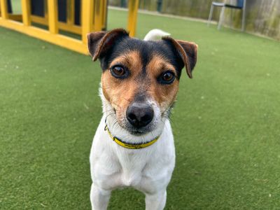 Tilly | Terrier (Jack Russell) | Basildon (Essex) - 5