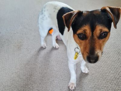 Tilly | Terrier (Jack Russell) | Basildon (Essex) - 3